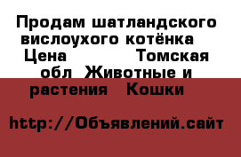 Продам шатландского вислоухого котёнка  › Цена ­ 1 000 - Томская обл. Животные и растения » Кошки   